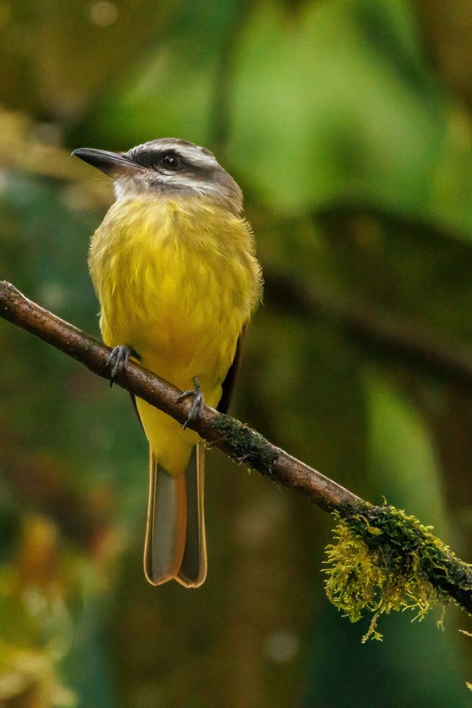 Tropical kingbird (Tyrannus melancholicus)