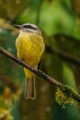 Tropical kingbird (Tyrannus melancholicus)