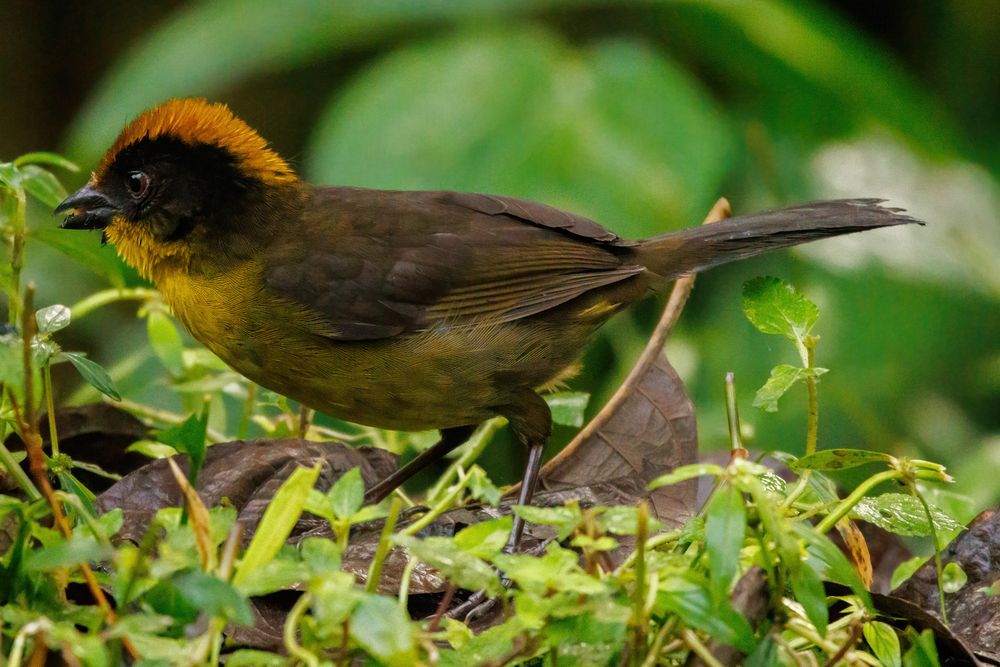 Yellow-breasted Brushfinch (Atlapetes latinuchus)