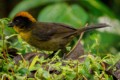 Yellow-breasted Brushfinch (Atlapetes latinuchus)
