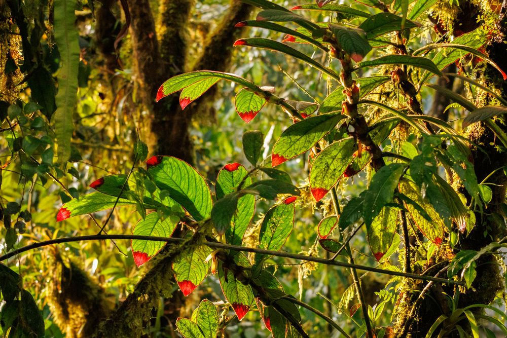 Columnea