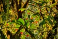 Columnea