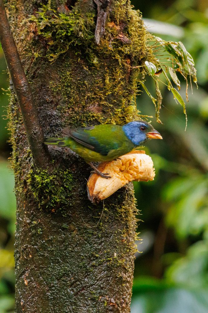 Moss-backed Tanager (Bangsia edwardsi)