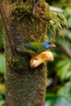 Moss-backed Tanager (Bangsia edwardsi)