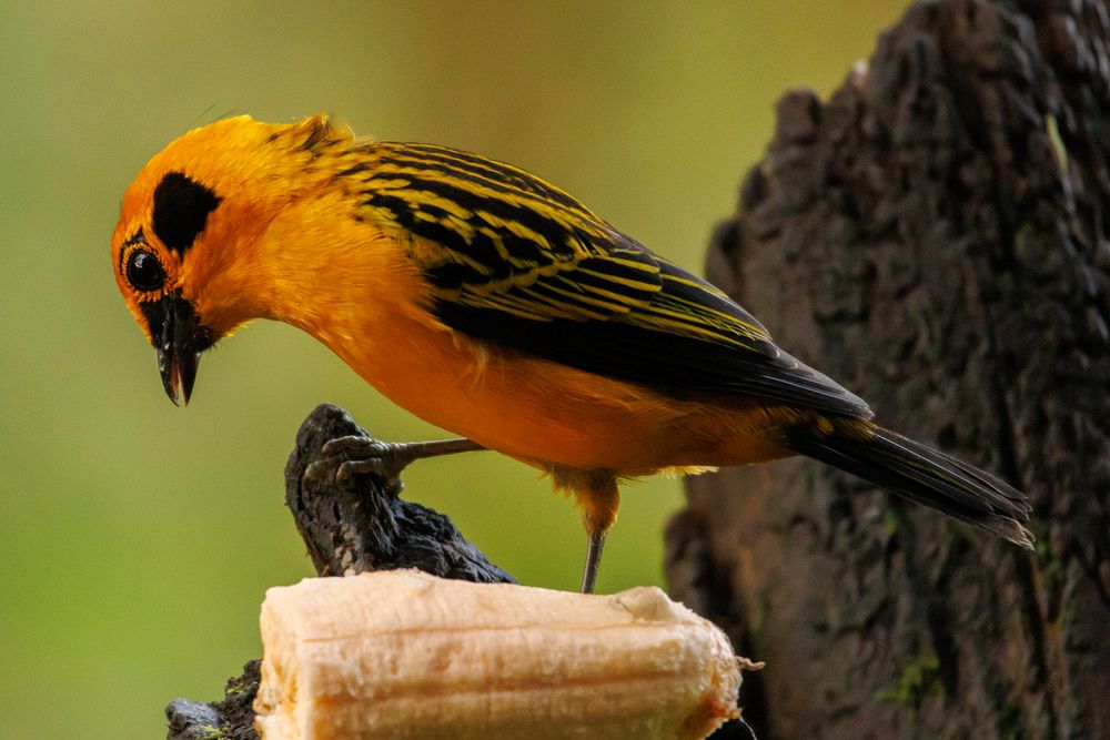 Golden Tanager (Tangara arthus)