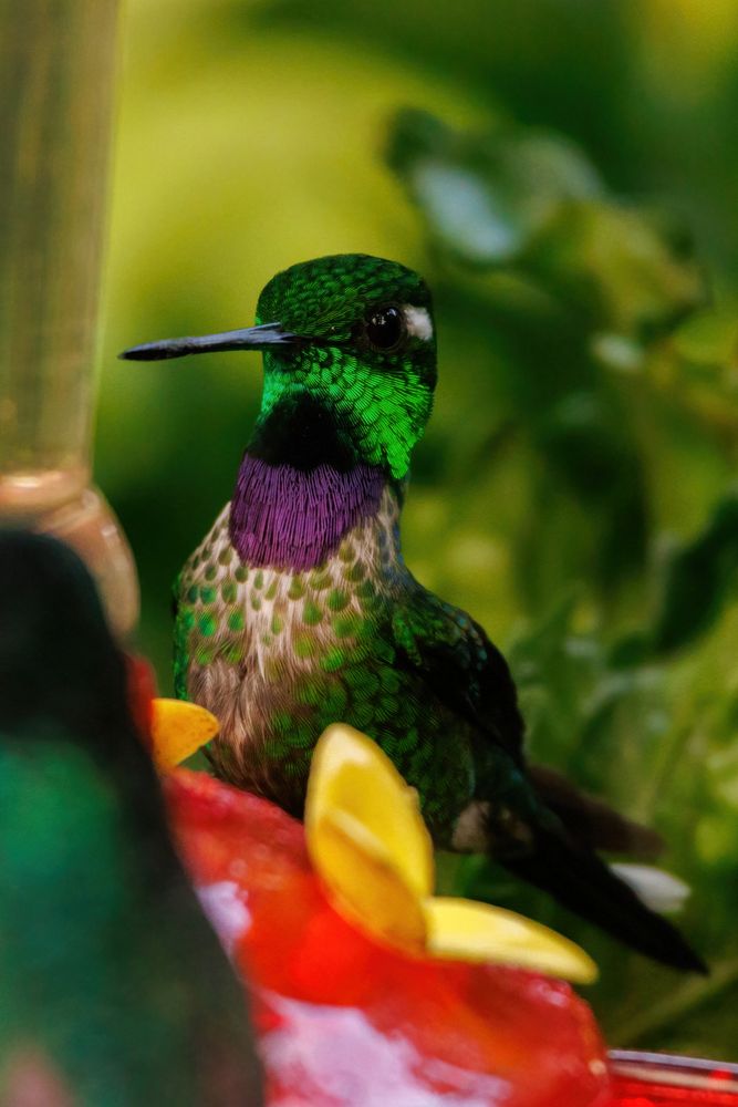 Purple-bibbed Whitetip (Urosticte benjamini)