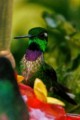 Purple-bibbed Whitetip (Urosticte benjamini)
