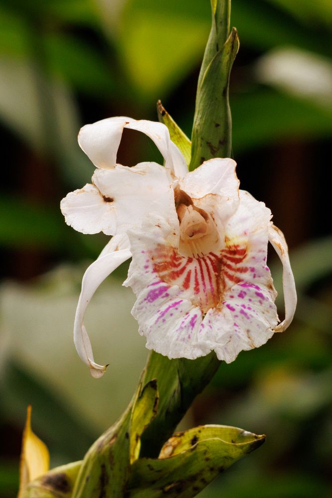 Orchid