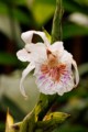 Orchid