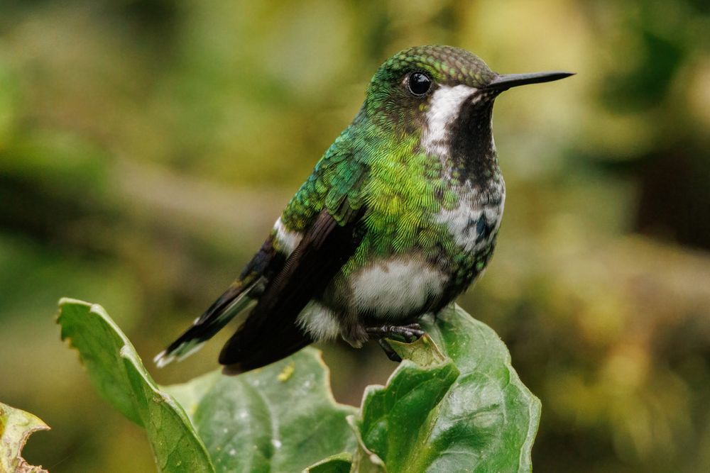 Black-bellied Thorntail (Discosura langsdorffi) - female/juvenile