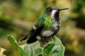 Black-bellied Thorntail (Discosura langsdorffi) - female/juvenile