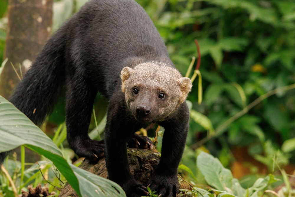 Tayra (Eira barbara)