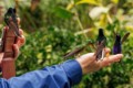 Hummingbirds everywhere