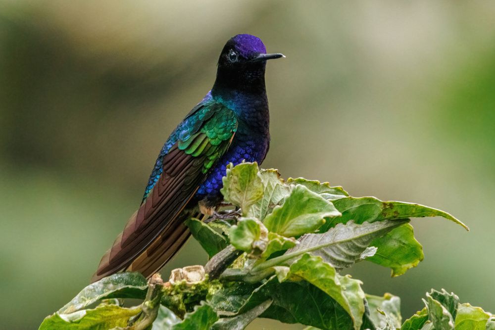 Velvet-purple Coronet (Boissonneaua jardini)