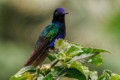 Velvet-purple Coronet (Boissonneaua jardini)