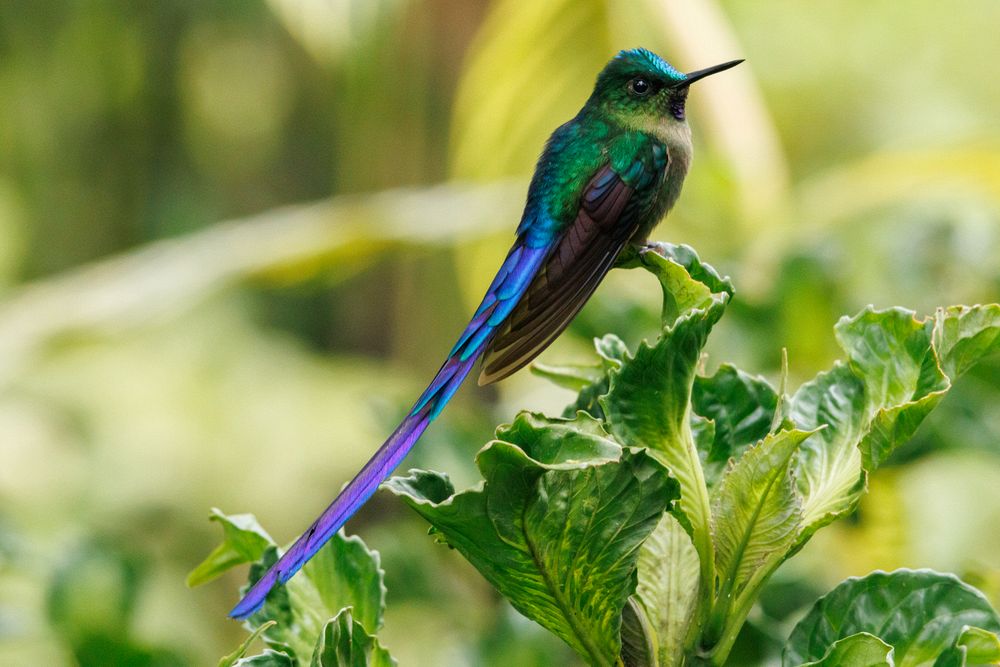 Violet-tailed Sylph (Aglaiocercus coelestis)