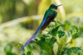 Violet-tailed Sylph (Aglaiocercus coelestis)