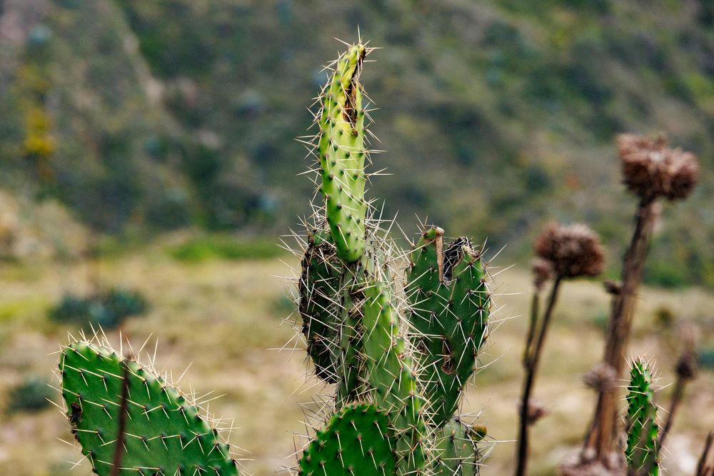 Cactus