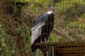 Captive breeding Andean Condor