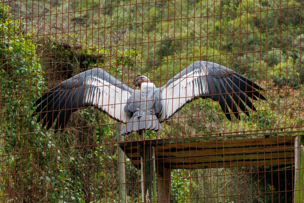 Captive breeding Andean Condor