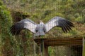 Captive breeding Andean Condor