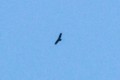 Wild Andean Condor