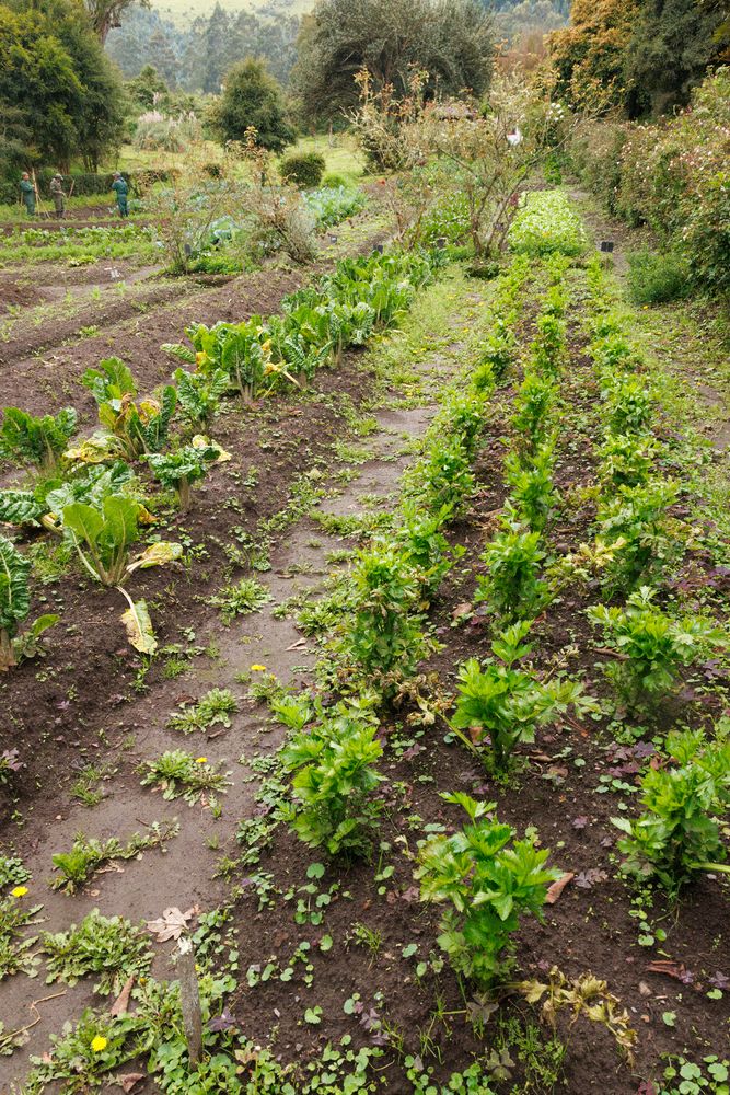 Vegetable garden