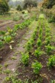 Vegetable garden