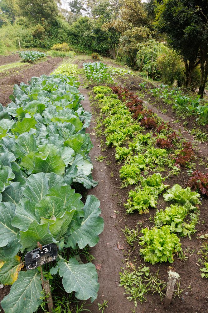 Vegetable garden
