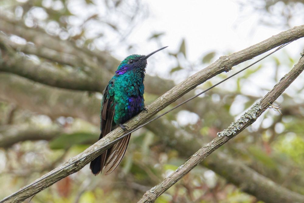 Sparkling Violetear (Colibri coruscans)
