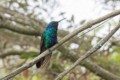 Sparkling Violetear (Colibri coruscans)