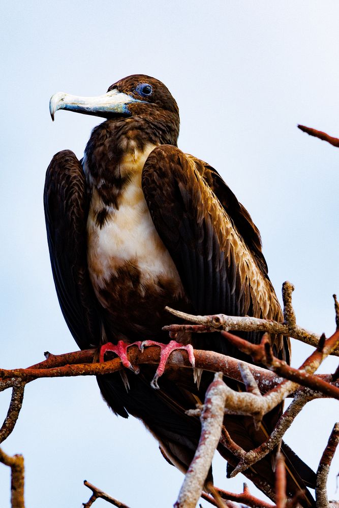 Great Frigatebird (Fregata minor) - female
