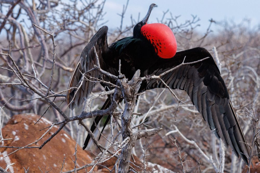 Great Frigatebird (Fregata minor) - male
