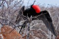 Great Frigatebird (Fregata minor) - male
