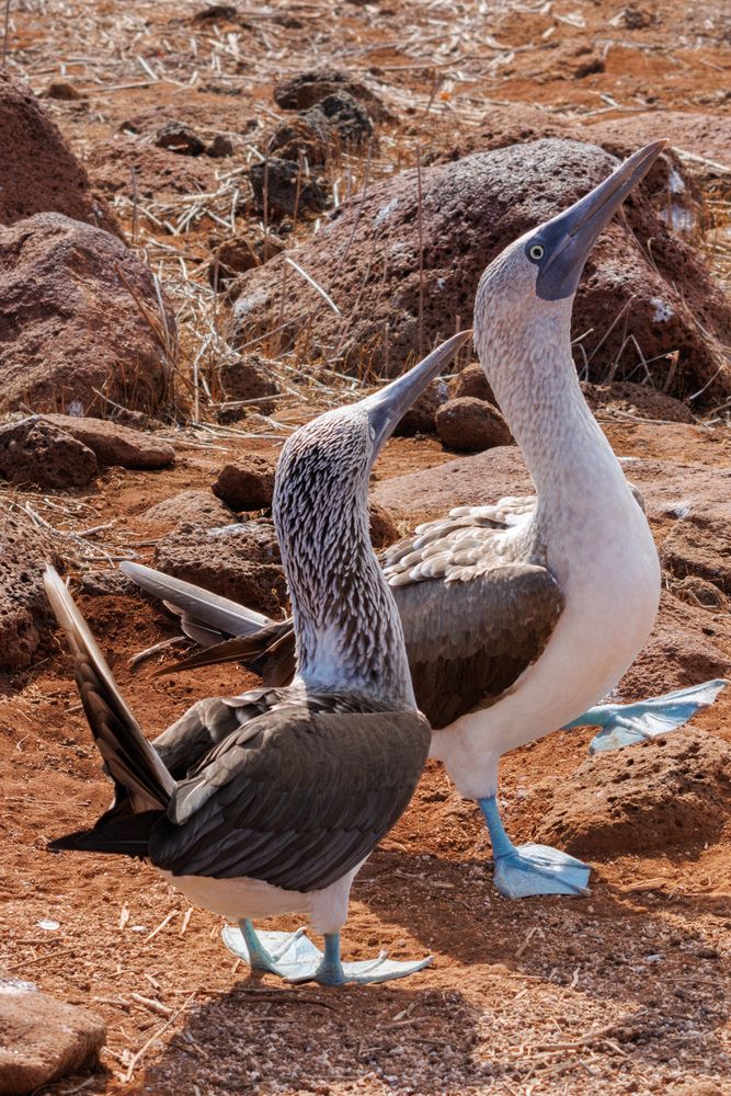 Blue-footed Boobies (Sula nebouxii)