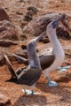 Blue-footed Boobies (Sula nebouxii)