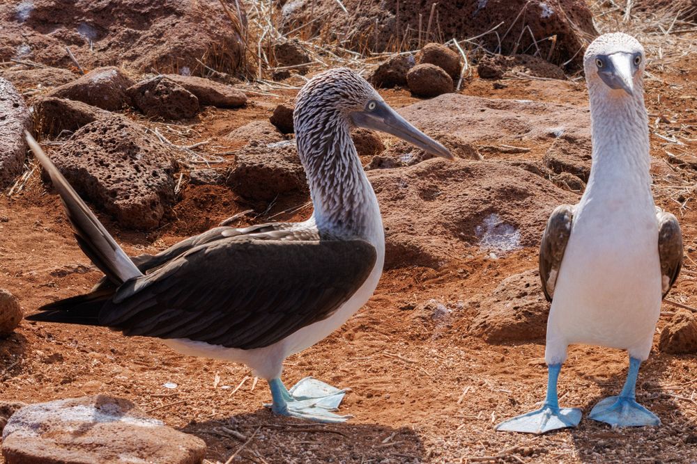Blue-footed Boobies (Sula nebouxii)