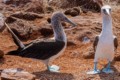 Blue-footed Boobies (Sula nebouxii)