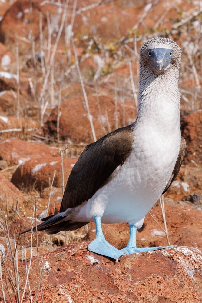 Blue-footed Booby (Sula nebouxii)