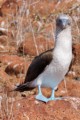 Blue-footed Booby (Sula nebouxii)