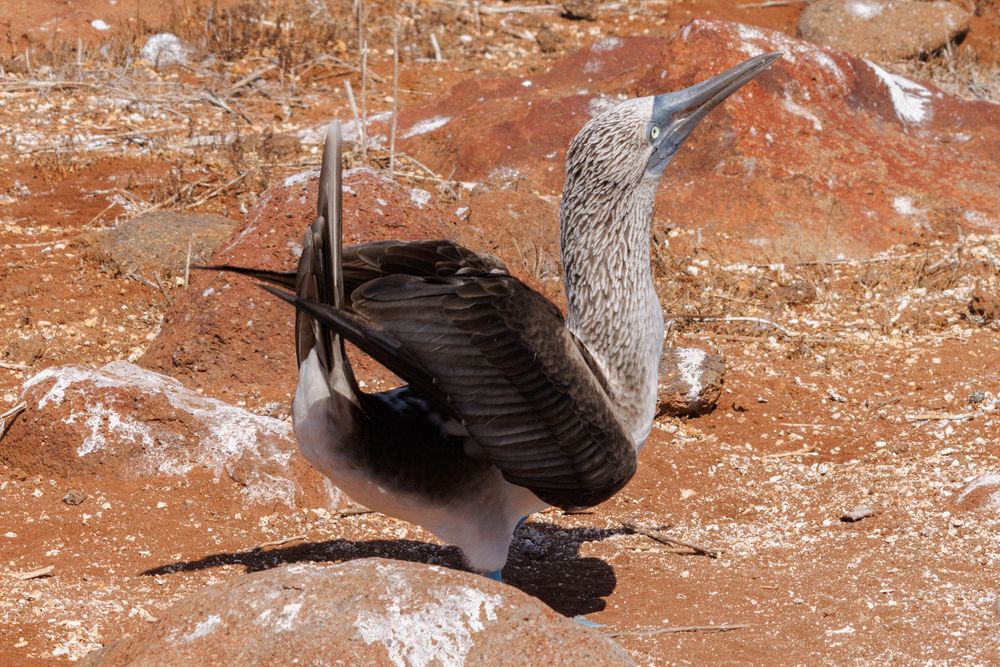Blue-footed Booby (Sula nebouxii)