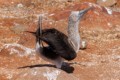 Blue-footed Booby (Sula nebouxii)