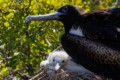 Great Frigatebirds