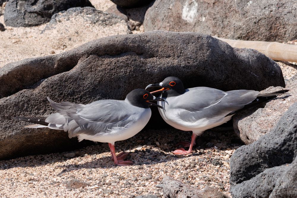Swallow-Tailed Gulls (Creagrus furcatus)