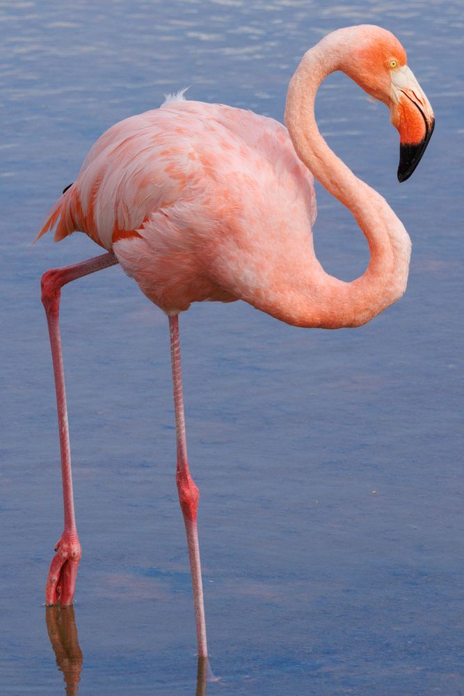 American Flamingo (Phoenicopterus ruber)