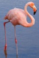 American Flamingo (Phoenicopterus ruber)