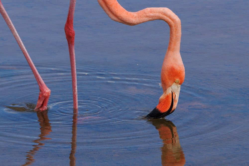 American Flamingo (Phoenicopterus ruber)