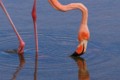 American Flamingo (Phoenicopterus ruber)