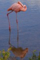American Flamingo (Phoenicopterus ruber)