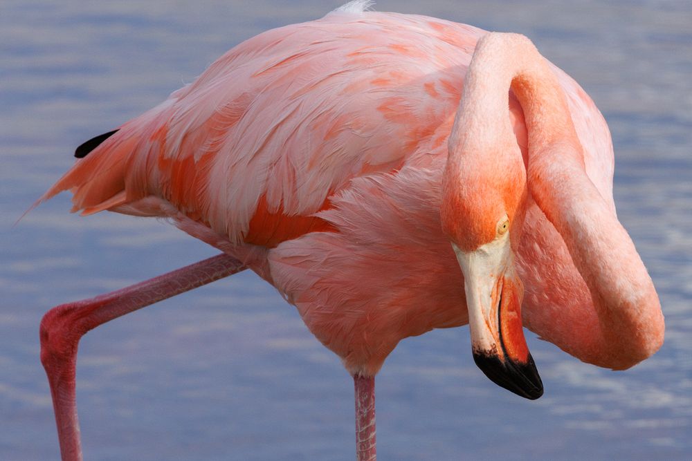 American Flamingo (Phoenicopterus ruber)